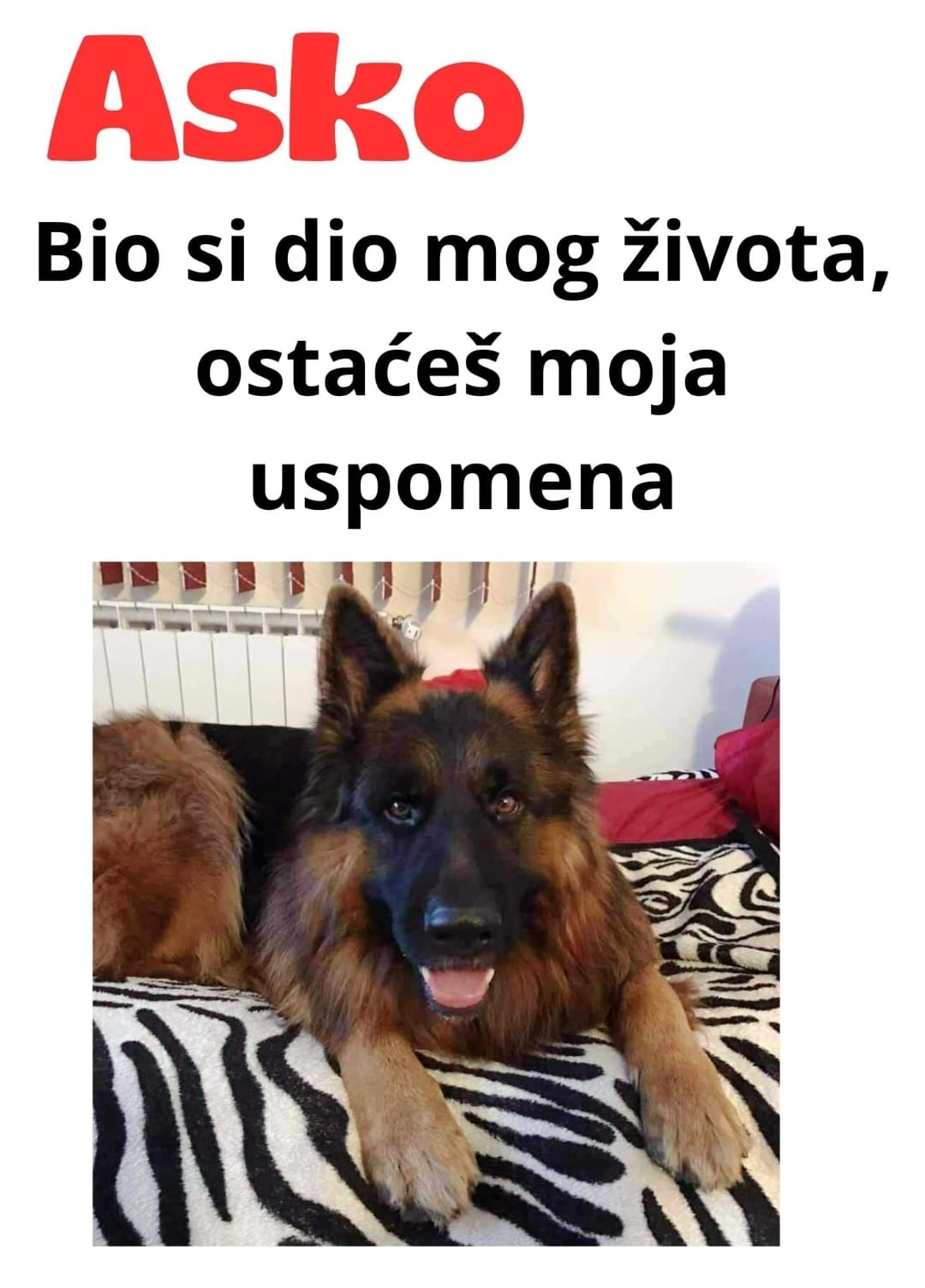 Euro Stars - Mensur Bajraktarevic